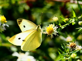 Butterflies: Monarch, Painted Lady, Cabbage White