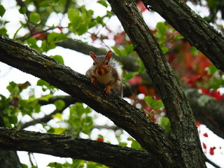 Wildlife critters: chipmunk, frog, squirrel 