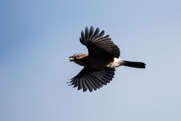 Jay, Garrulus glandarius