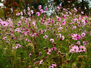 Pink Cosmos Flower Field