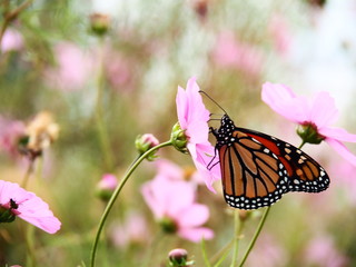 Butterflies: Monarch, Painted Lady, Cabbage White