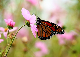 Butterflies: Monarch, Painted Lady, Cabbage White