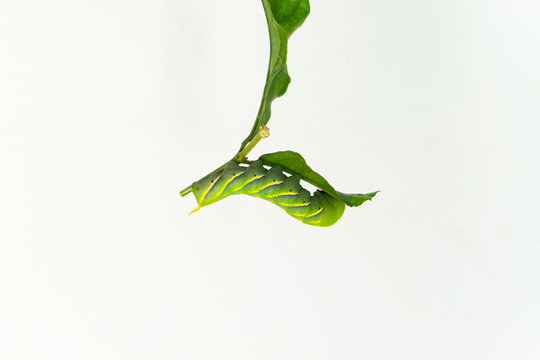 Green worm on leaf