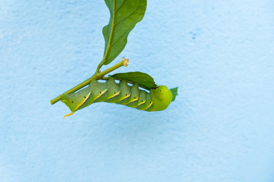 Green worm on leaf