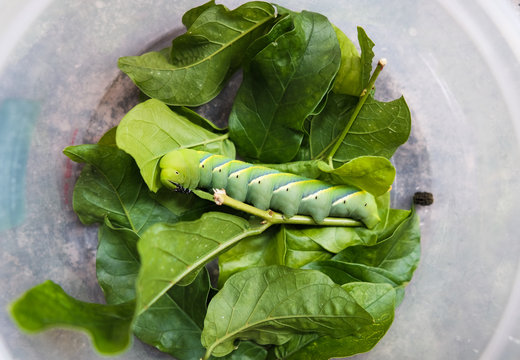 Green worm on leaf