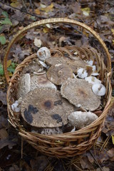 полная корзина осенних грибов