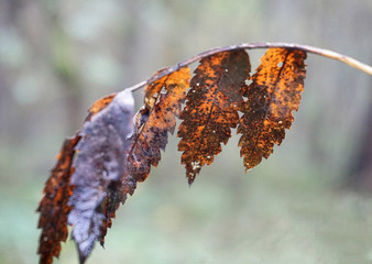 Discoloured autumn leaves on a thin branch, with blurred background