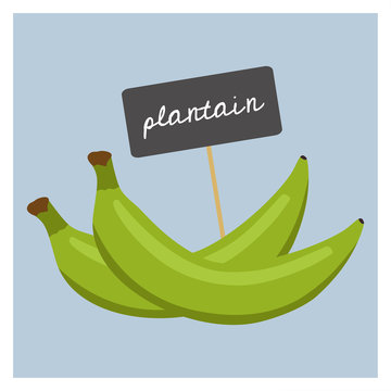 Vector Fruit - Plantain