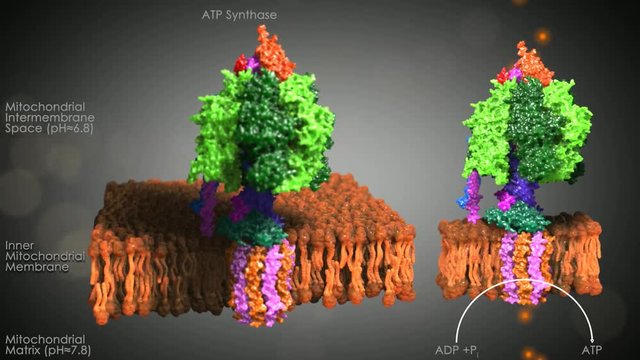 Mitochondriale F0F1 ATPase, ATP Synthase