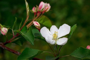 Beautiful flower is bloomed on the apple tree.