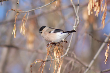 Bullfinch is sitting on a tree branch.