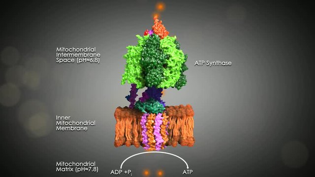 Mitochondriale F0F1 ATPase, ATP Synthase