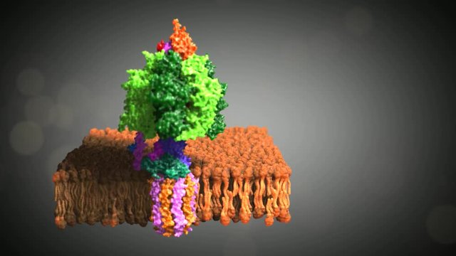 Mitochondriale F0F1 ATPase, ATP Synthase