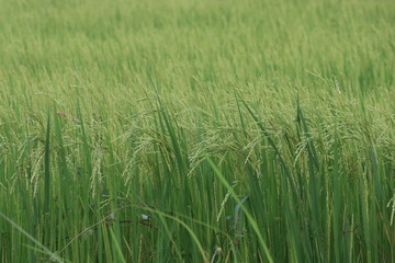Rice green field agriculture Thailand farm background