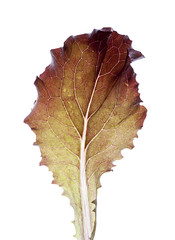 hoja de lechuga aislada