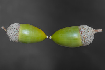 oak acorn