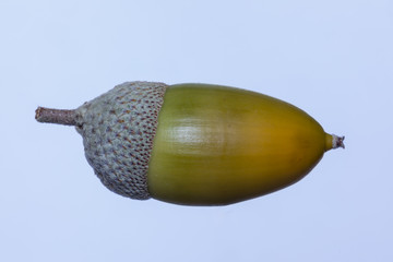 oak acorn