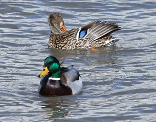 Mallard Couple in Spring