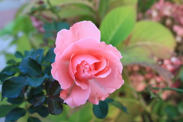 A rose is a rose is a rose