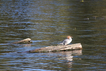 Merganser resting on log