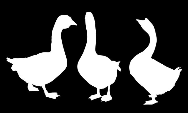 set of three goose silhouettes isolated on black