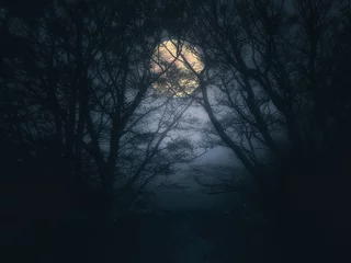 Foto auf Acrylglas Vollmond gruseliger Wald in der Nacht bei Vollmond