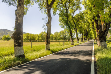 highway in perspective surrounded with trees inside Portugal.
