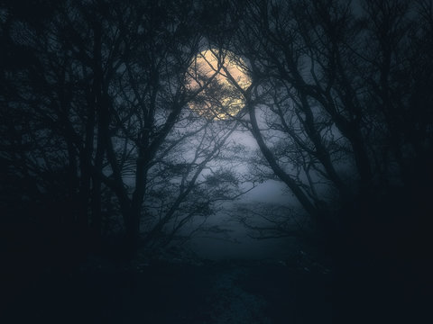 scary forest at night with full moon