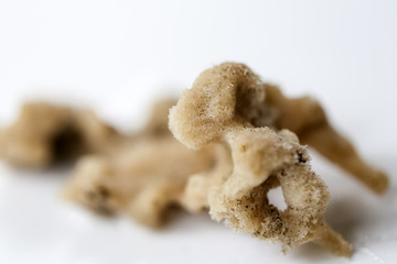 Sponges, the members of the phylum Porifera for education in marine.