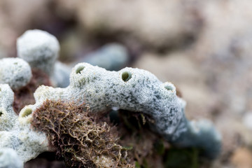 Sponges, the members of the phylum Porifera for education in marine.