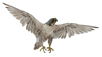 grey flying falcon on white