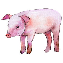 Pig wild animal in a watercolor style isolated. Full name of the animal: piggy. Aquarelle wild animal for background, texture, wrapper pattern or tattoo.