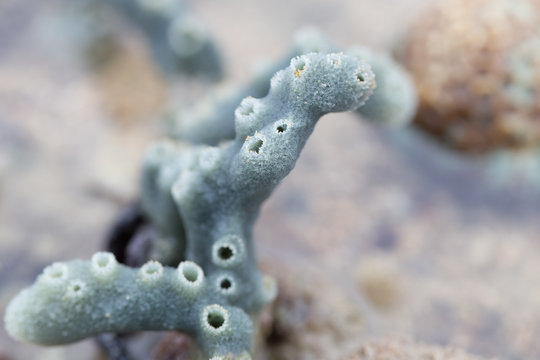 Sponges, the members of the phylum Porifera for education in marine.