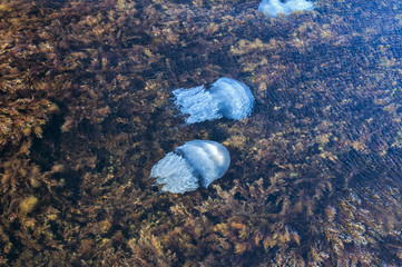 Blue blubber jellyfish among algae in the shallows of rocky sea bay waters closeup from above view - obrazy, fototapety, plakaty