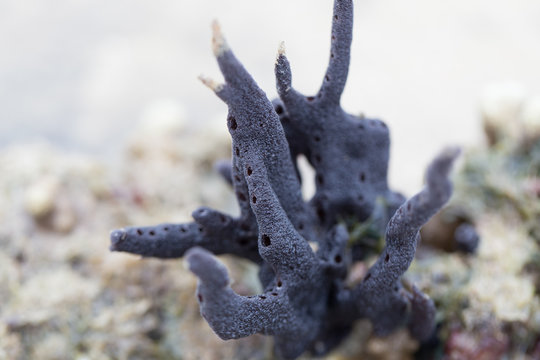 Sponges, the members of the phylum Porifera for education in marine.