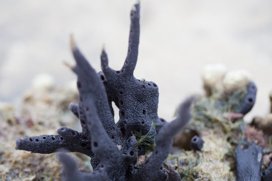 Sponges, the members of the phylum Porifera for education in marine.