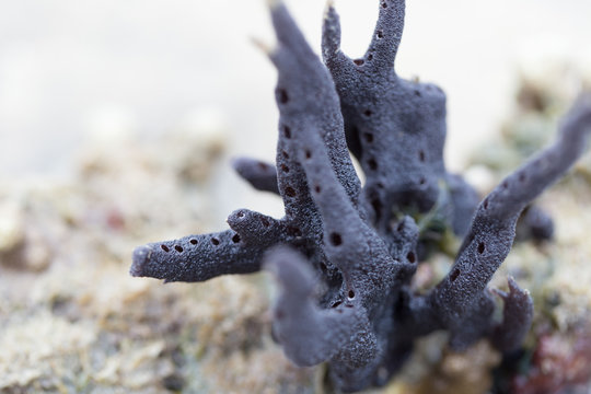 Sponges, the members of the phylum Porifera for education in marine.