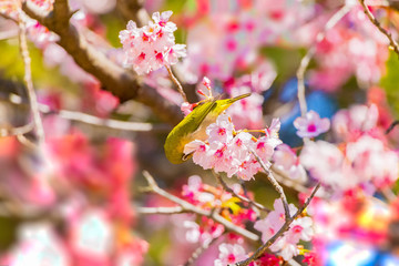 The Japanese White-eye.The background is cherry blossoms. Located in Tokyo Prefecture Japan.