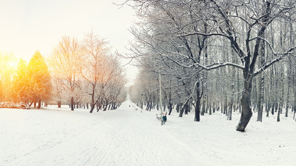 Obraz premium Park bench and trees covered by heavy snow