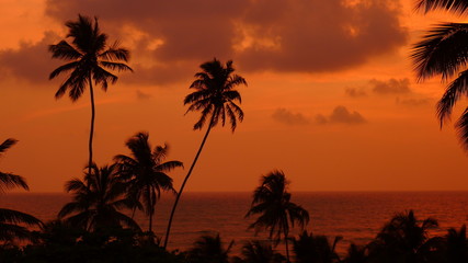 Zachód słońca palmy © Marceli