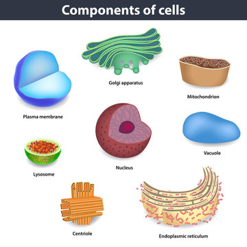 Components of human cells vector illustration