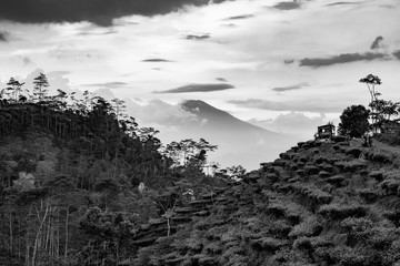 tea paddy terraces with volcano view - black and white, high contrast