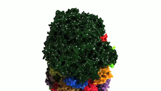 20S Proteasom mit Blm10 Regulator Protein (aus Hefe)
