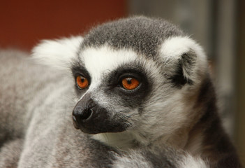 Lemur