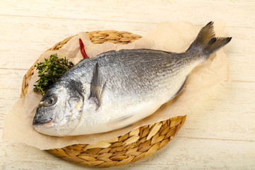 raw dorada fish