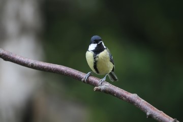 Great Tit