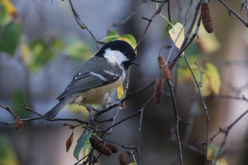 Great Tit