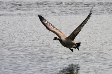 Canada Goose