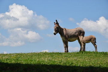 asino e asinello