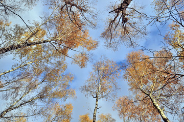 trunks of trees with yellow leaves against the blue sky